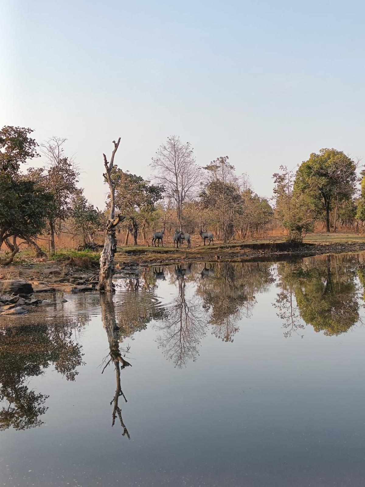 Gandhisagar Forest Retreat Hotell Gurla Exteriör bild